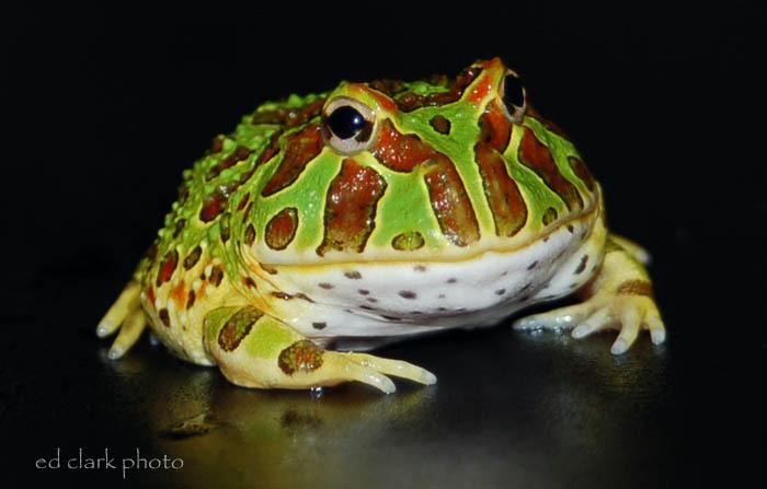 011 - Ceratophrys ornata.jpg